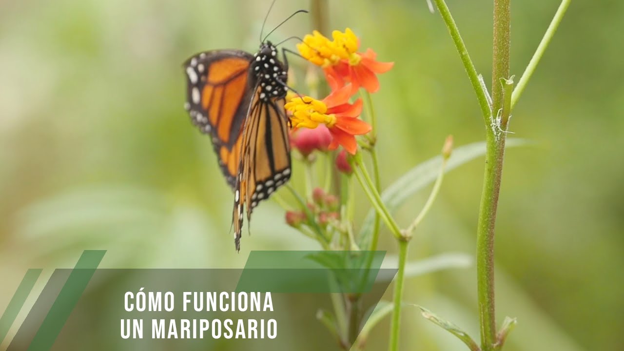 C&oacute;mo funciona un mariposario - TvAgro por Juan Gonzalo Angel Restrepo