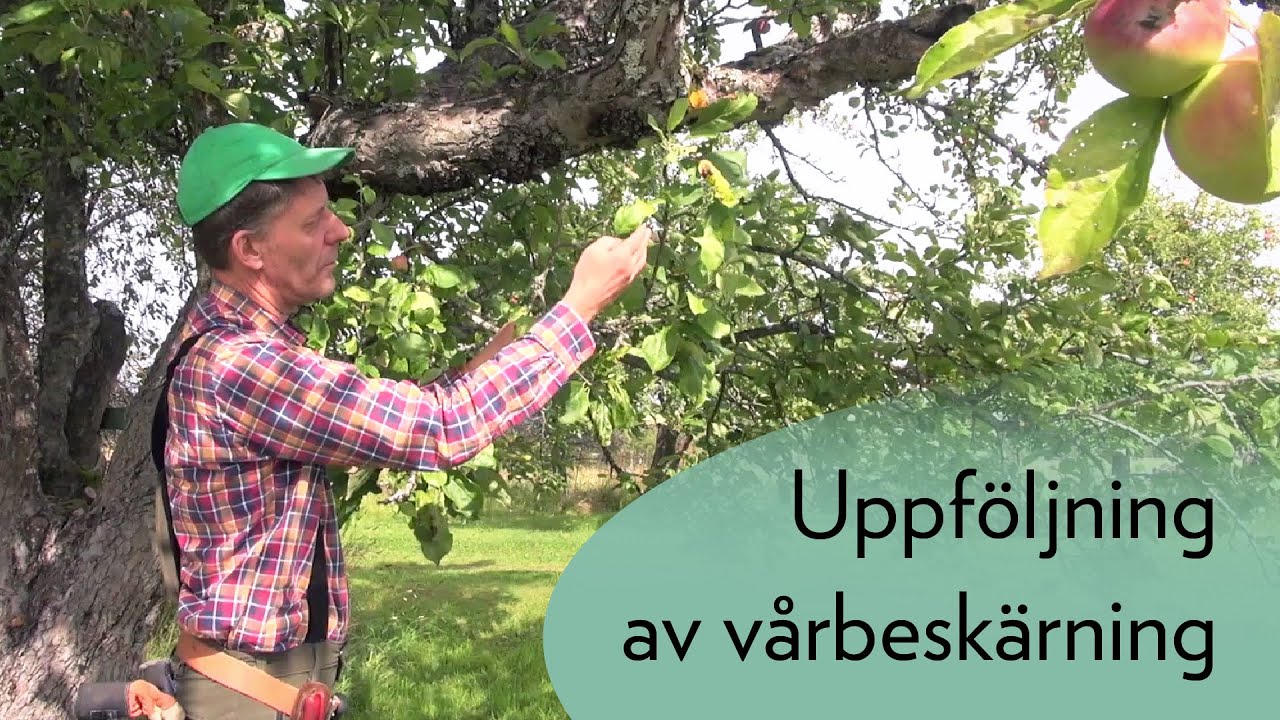 Uppföljning av vårbeskärning