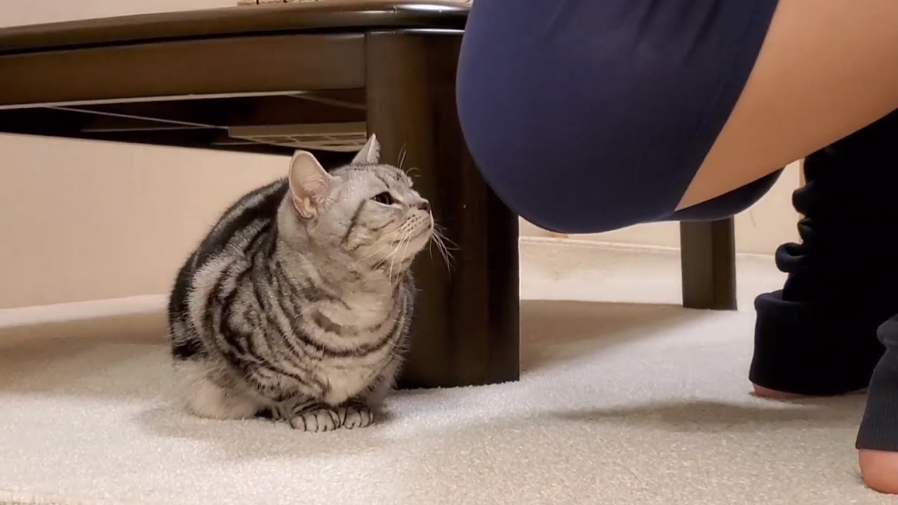 【音】猫に直接おなら嗅がせてみた笑