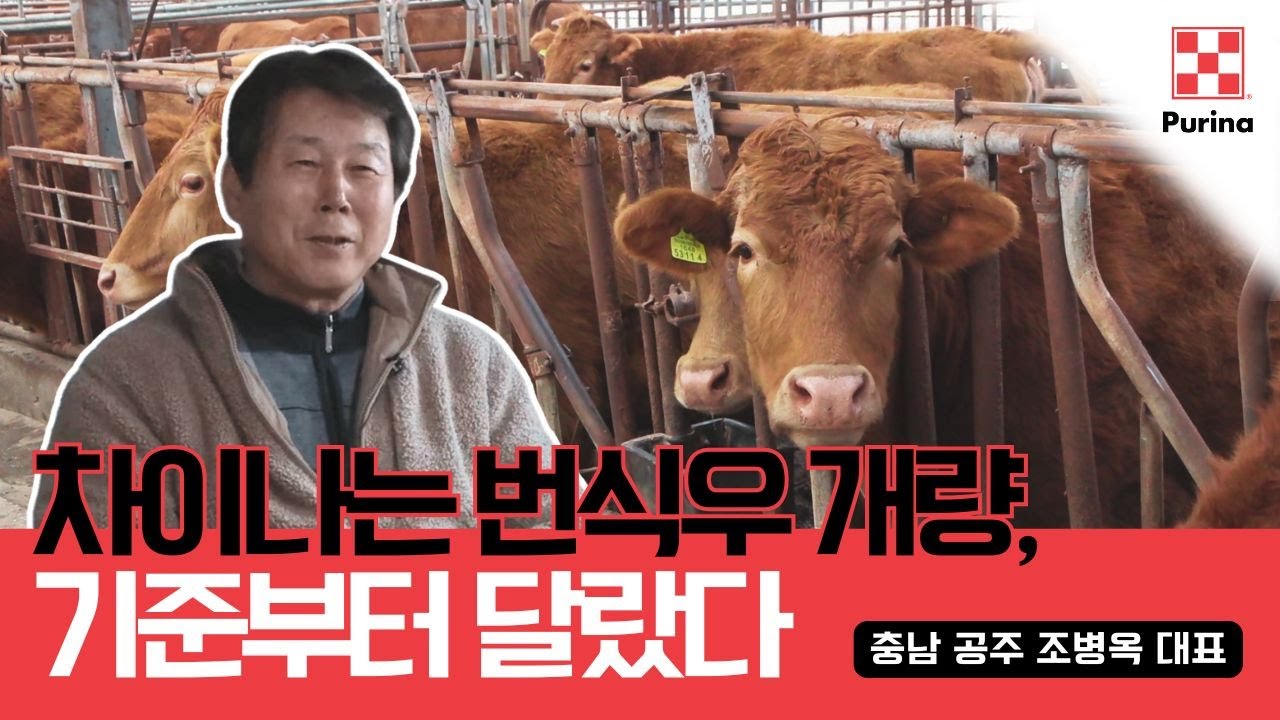 차이나는 번식우 개량, 기준부터 달랐다 | 히든챔피언을 찾아서[충남 공주 조병옥 대표]