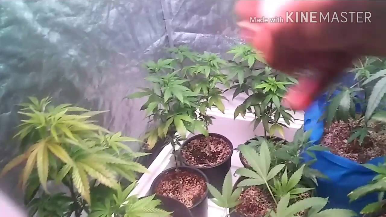 Mammoth P 🐘 ( side by side grow🚜)