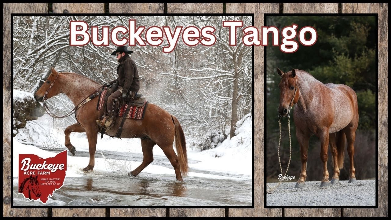 Lot 29 ,Tango, offered by Buckeye Acre Farm @ Premier Horse Sales | Ride the Wave Premier Horse Sale