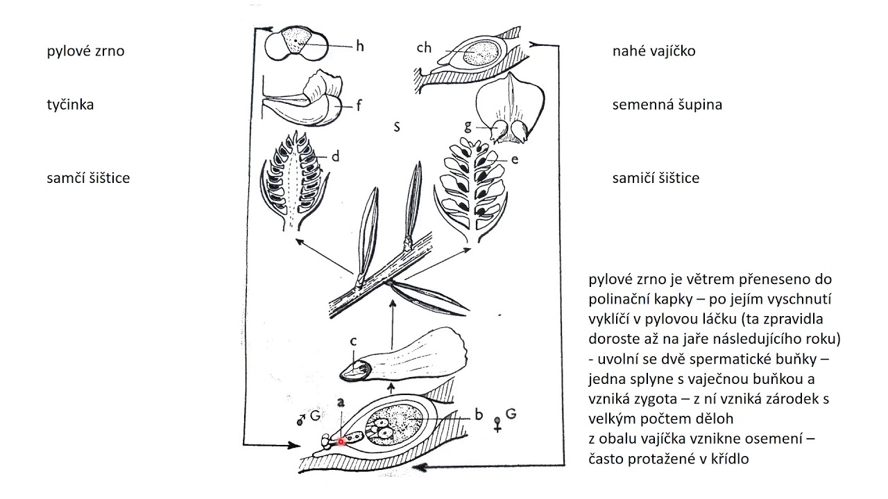 Rozmnožování nahosemenných a krytosemenných rostlin