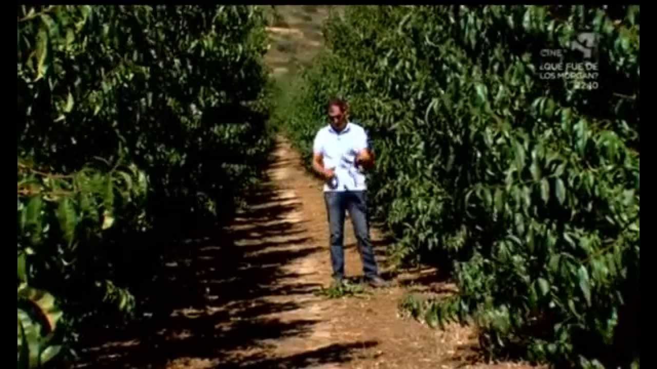 Vivero obtentor y multiplicador de Variedades - Reportaje Proseplan