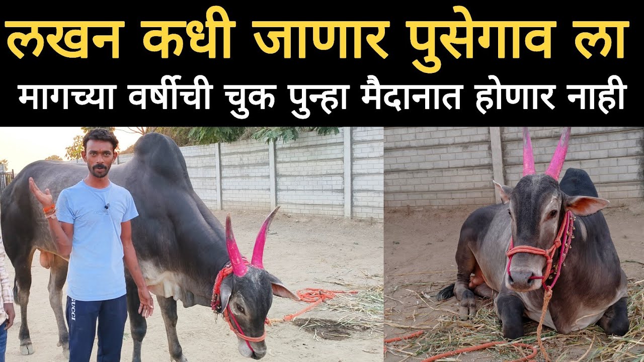 हिंदकेसरी लखन कधी जाणार पुसेगाव ला | काय असणार नियोजन 