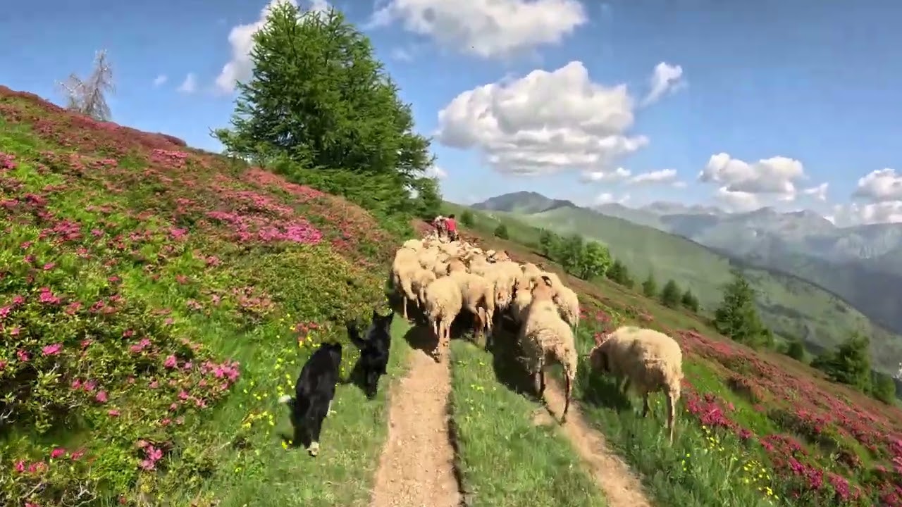 Transumanza sulle Alpi Liguri