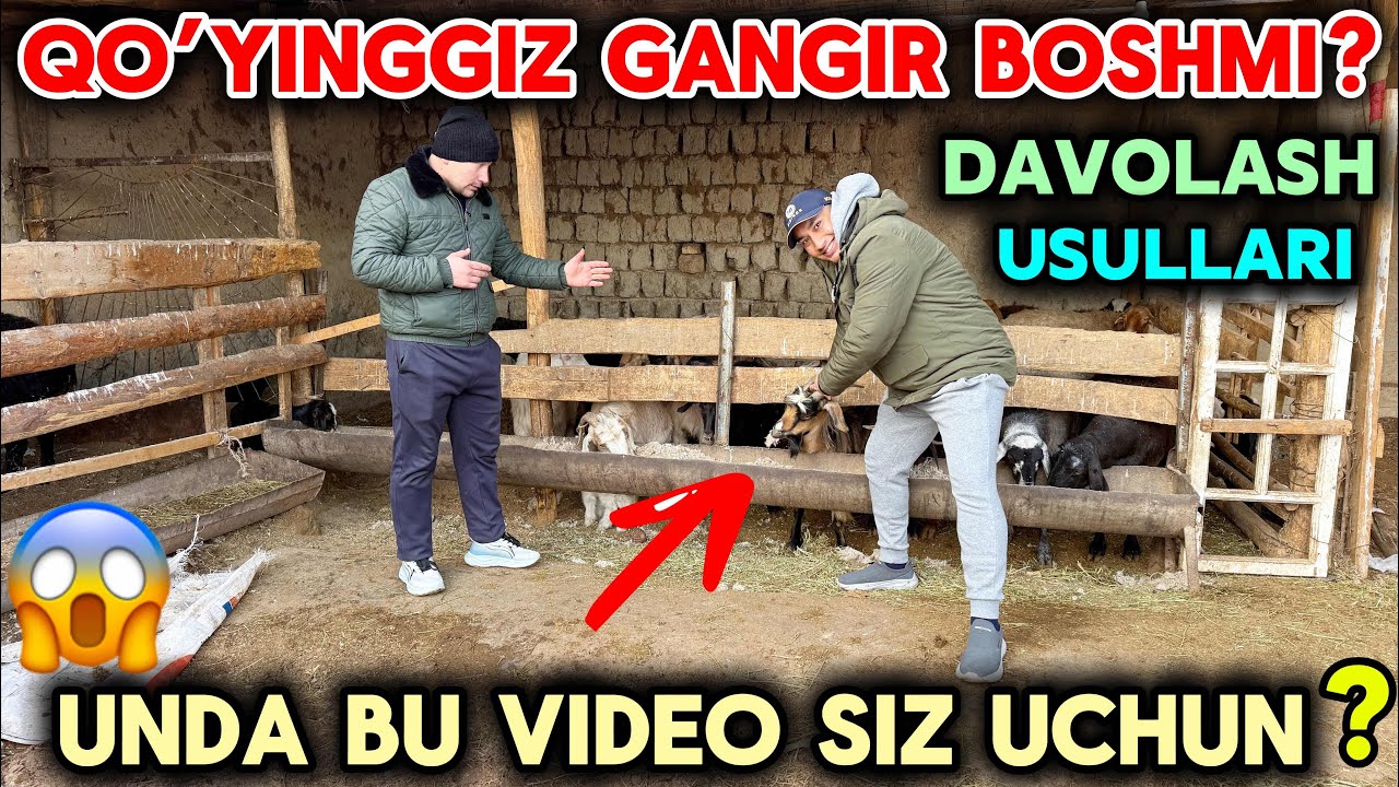 QO’YINGGIZ AYLANMA BOSHMI? BUNI DAVOLASH USULLARI CHORVANI QOANDAY DAVOLASH USULLARI
