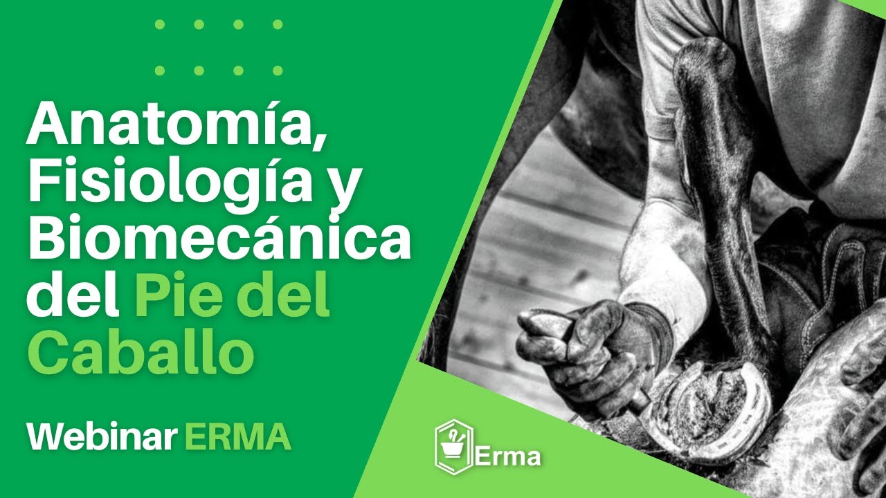 Webinar ERMA -  Anatomía, Fisiología y Biomecánica del Pie del Caballo
