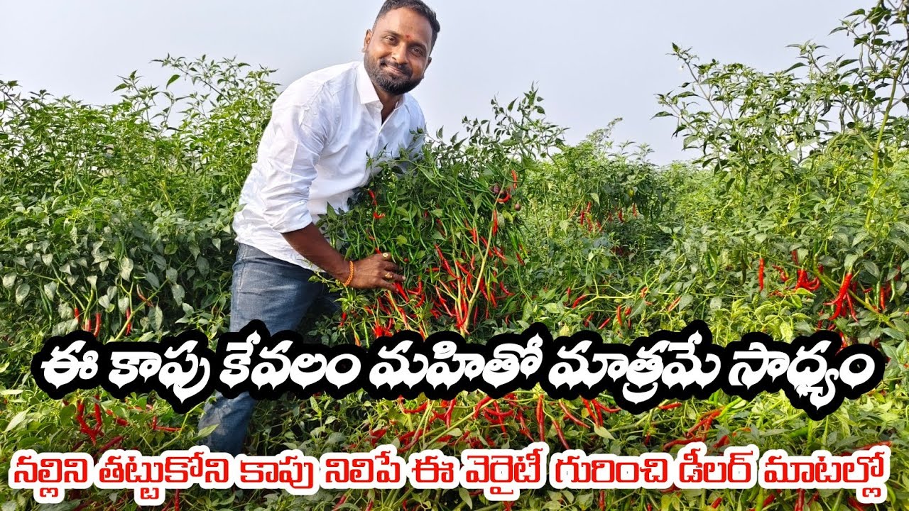 #నల్లిని తట్టుకొని మంచి #కాపు నిలబడినటువంటి వెరైటీ గురించి #డిస్ట్రిబ్యూటర్ గారి మాటల్లో తెలుసుకోండి