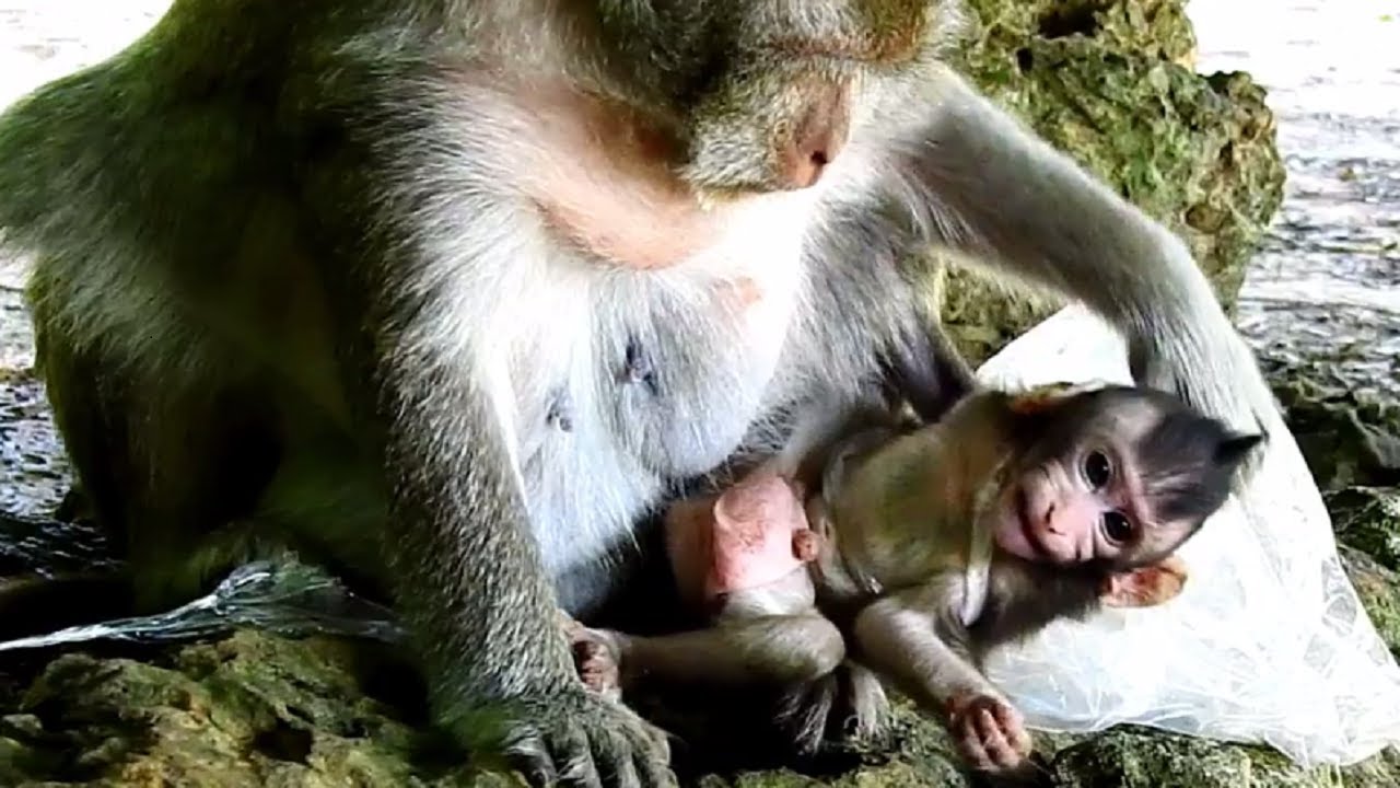 Goose Bumps!! Pity baby monkey stuck in plastics back, Baby got heart breaking cos mom weaning..