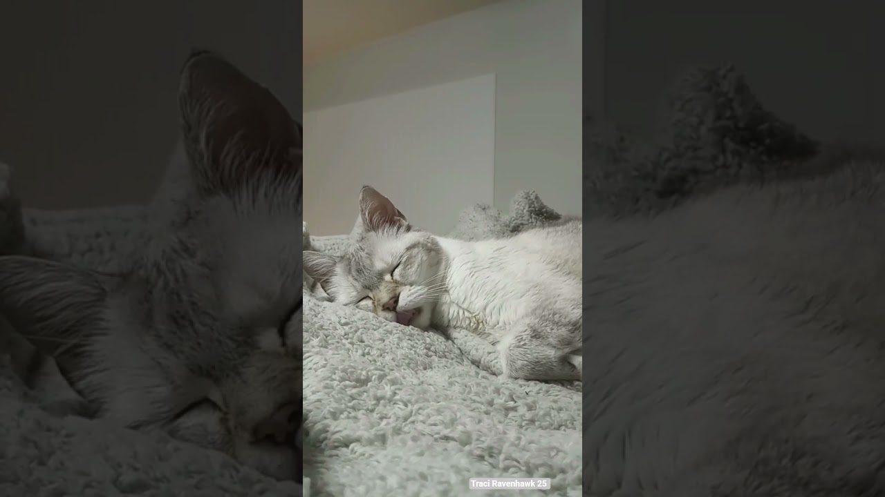 Brody Cat Fights His Cold