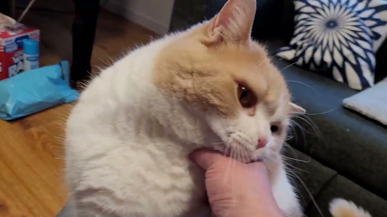 Trying to comb a wiggly cat