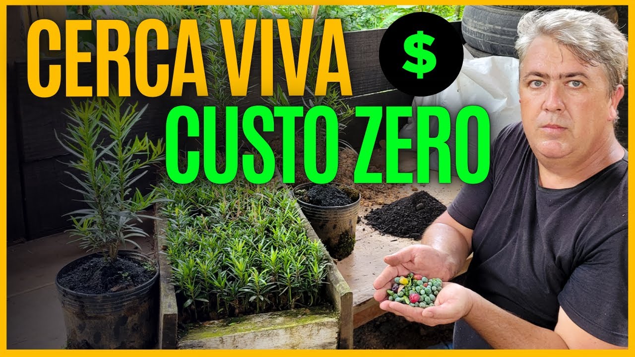 CERCA VIVA PODOCARPUS | sem gastar 1 centavo passo a passo
