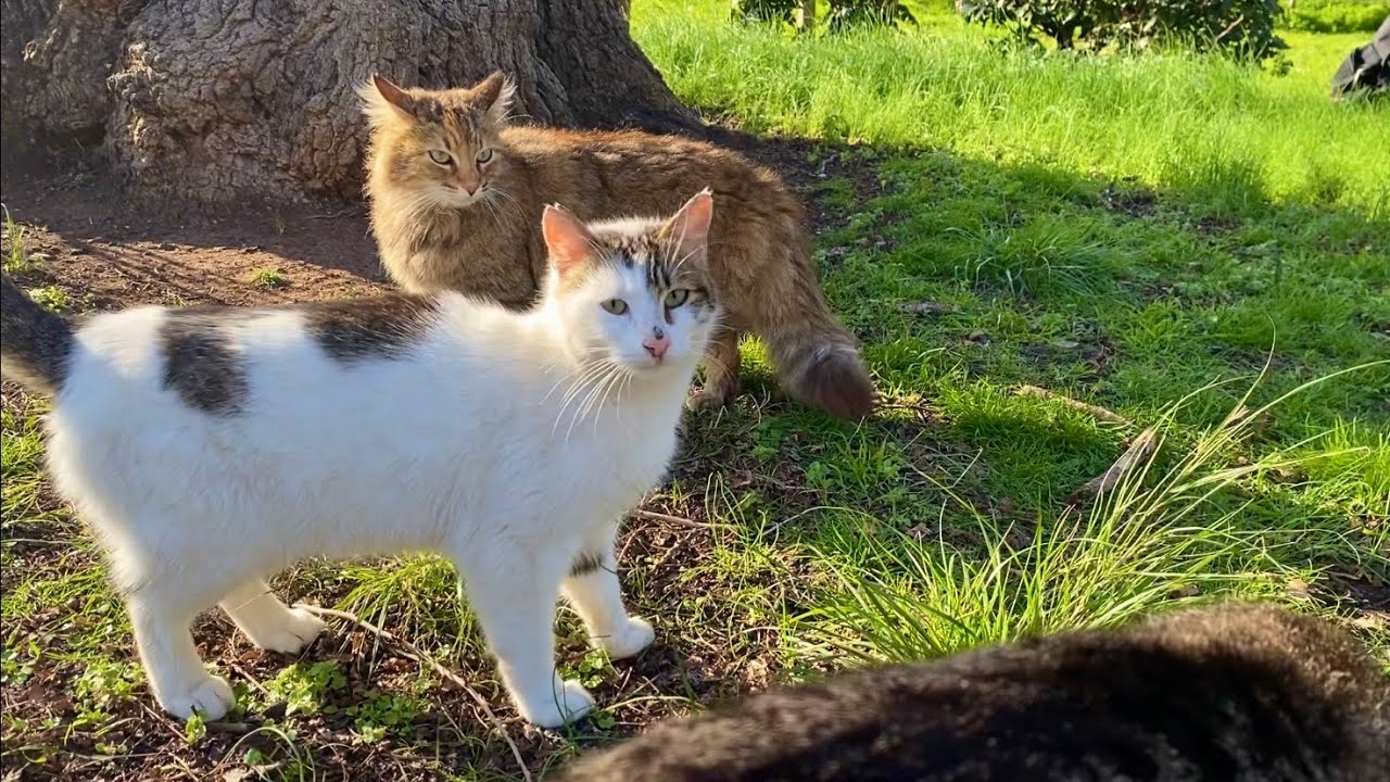 The cats went absolutely crazy when they saw the wet food.