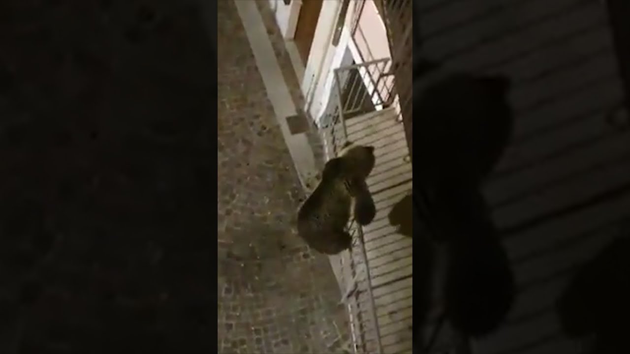 Paura in Trentino: un orso si arrampica su un balcone