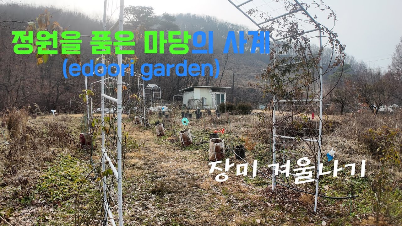 노지 1~3년차 장미의 겨울나기 또는 생장 모습