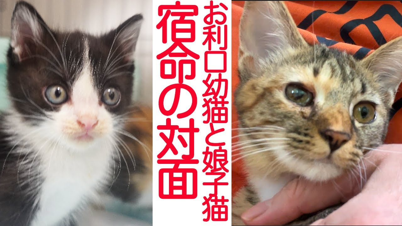 宿命の対面！お利口幼猫vs末っ子娘猫　The rescued Kitty met my young-kitty