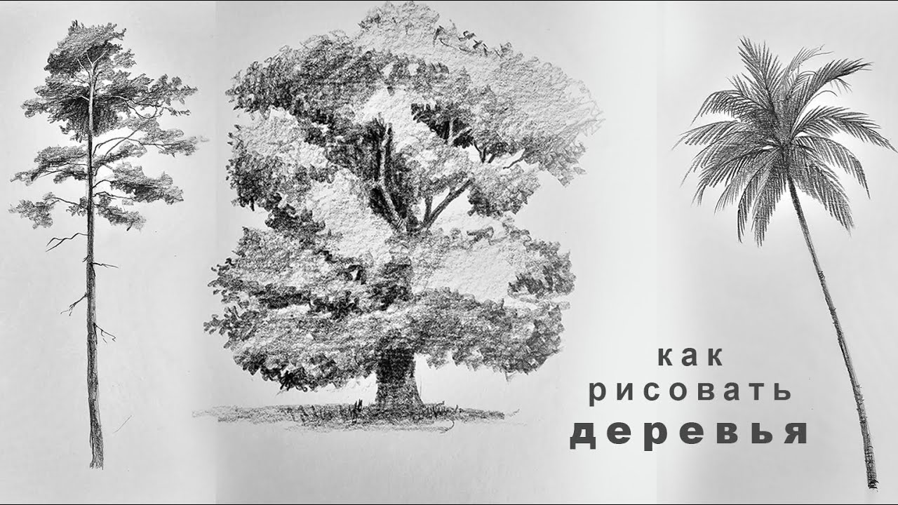 как нарисовать дерево как рисовать деревья карандашом