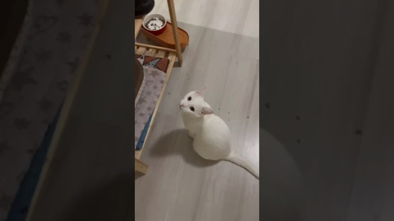 Не могут поделить,полочек же мало! #catvideos #catshorts #shortsfeed #shortsvideo #shorts