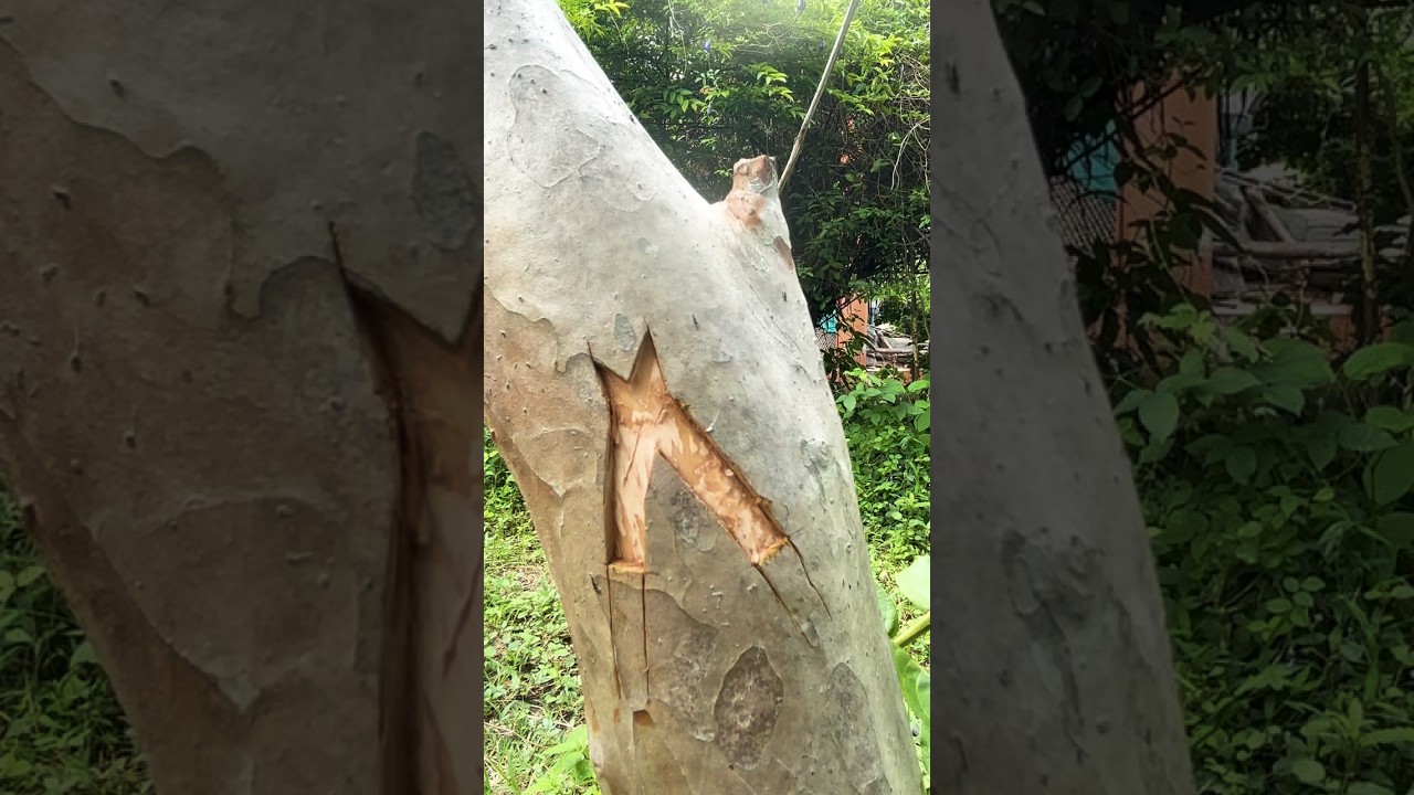 How to Do Side Grafting on Guava Trees for Better Growth and Higher Fruit Yield.