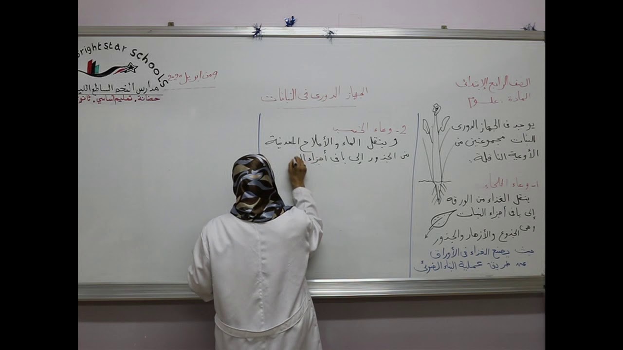 مادة العلوم للصف الرابع الأساسي  / درس الجهاز الدوري في النباتات