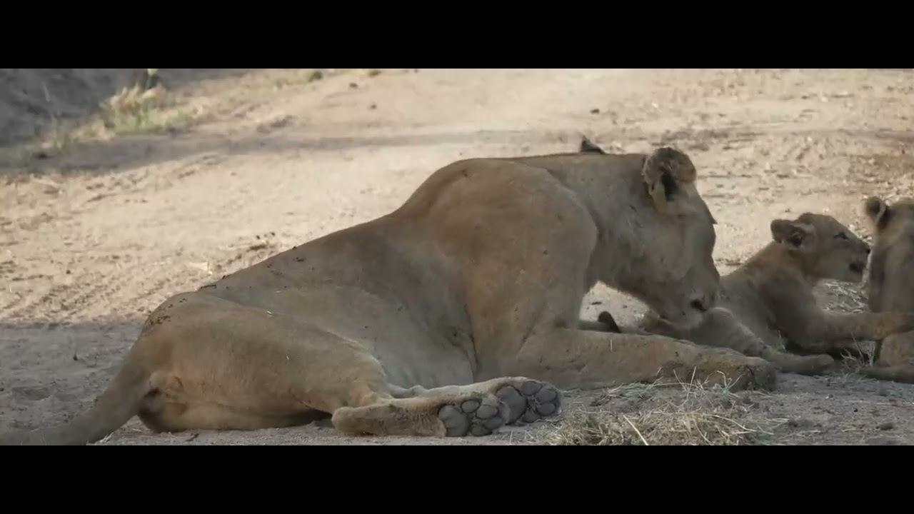Nkuhuma Lioness contact calling and cub cuteness
