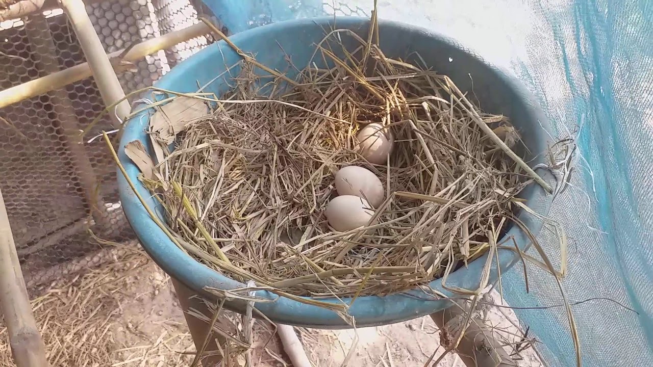 ทำรังให้ไก่ป้องกันอีกาลักไข่