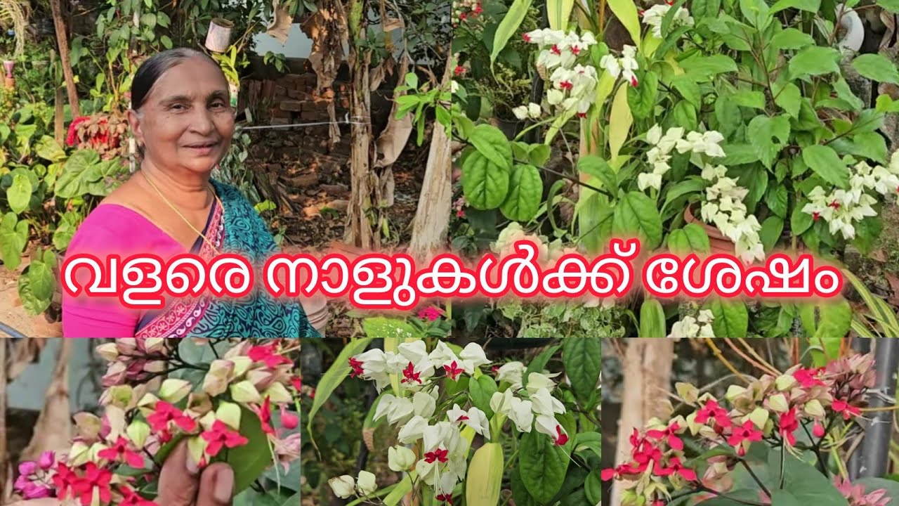 കുറച്ച് ദിവസങ്ങൾക്ക് ശേഷം വീണ്ടും നിങ്ങളിലേക്കെത്തുന്നു ❤️#garden 