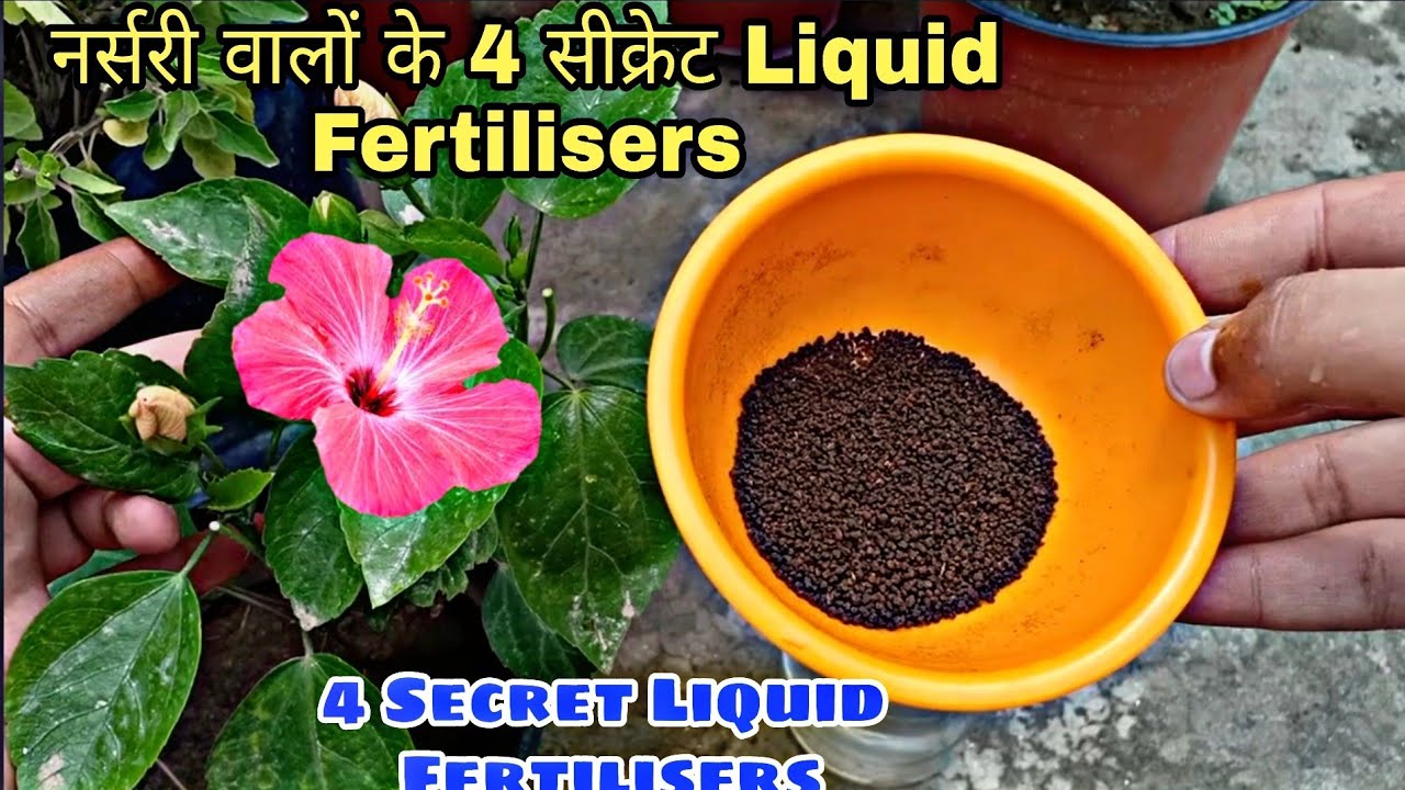 नर्सरी वालों के 4 खास Secret Fertilisers ||Top4 Fertilisers ForPlants|| बस एक बार डालिये और देखें !