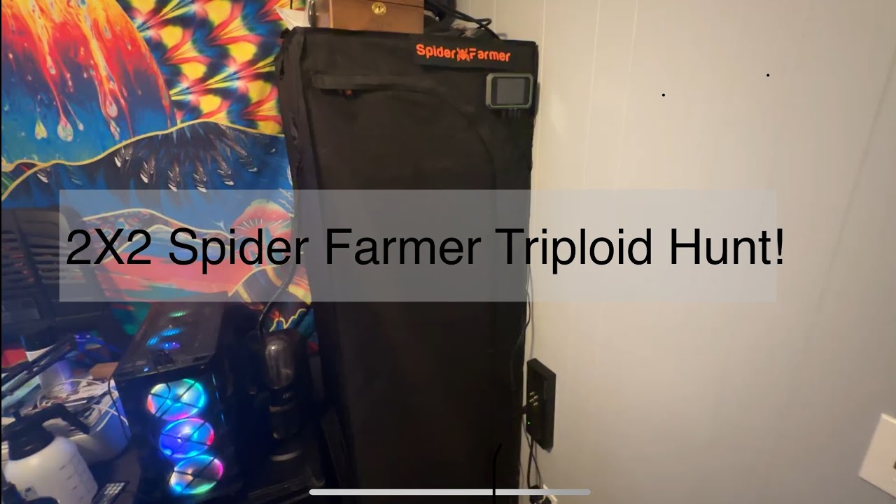 Triploid Hunt!! - 2X2 Spider Farmer Tent! - let&rsquo;s grow! SEED TO HARVEST