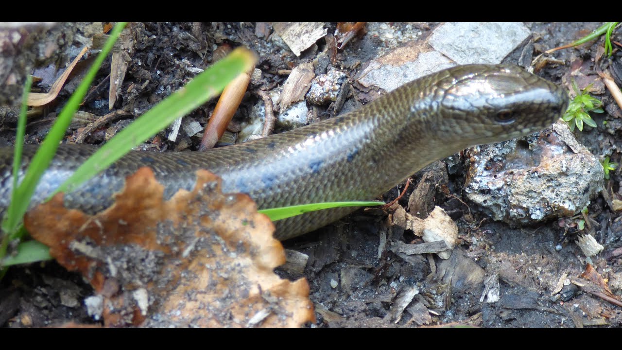 PADALEC TURKUSOWY (Anguis colchica) RZADKI PODGATUNEK! 34 cm -  Beskid Mały 21.07.2014 r.