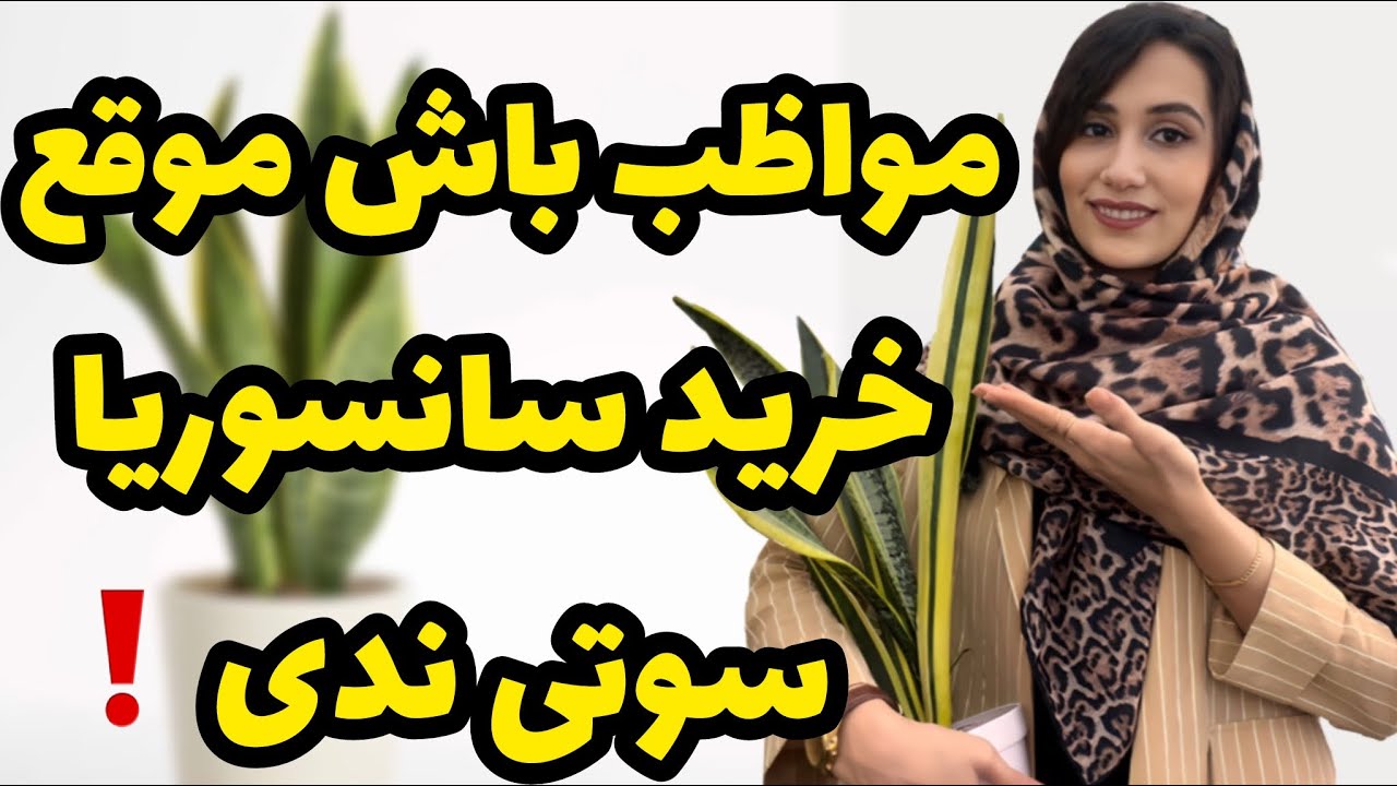 رازهای گلخونه دار ها برای تشخیص سانسوریا باکیفیت از بی کیفیت🤯/ نکاتی در مورد سانسوریا که نشنیدین❗️