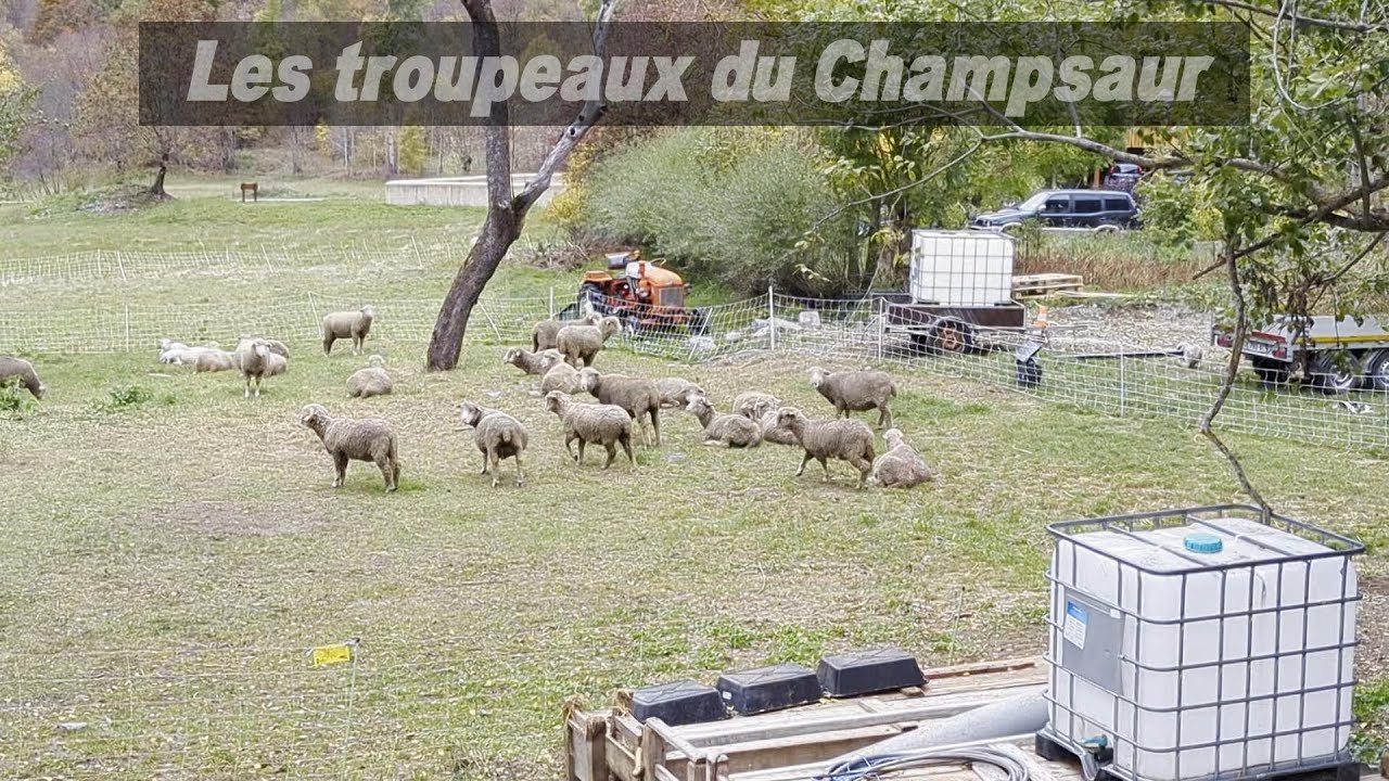 Les troupeaux du Champsaur