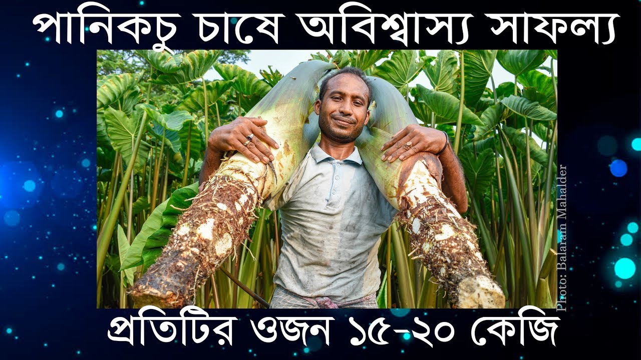 পানিকচু চাষে অবিশ্বাস্য সাফল্য নিউটনের, Newton's  success on Arum culture #Balaram_Mahalder