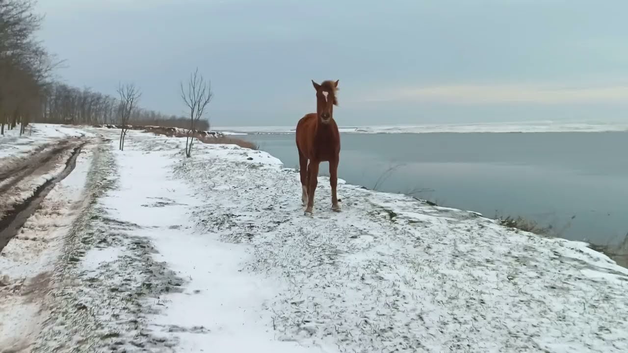 Foal 🐴 rushes like the wind over cliff above the lake / Жеребёнок 🐎 несётся как ветер вдоль озера**