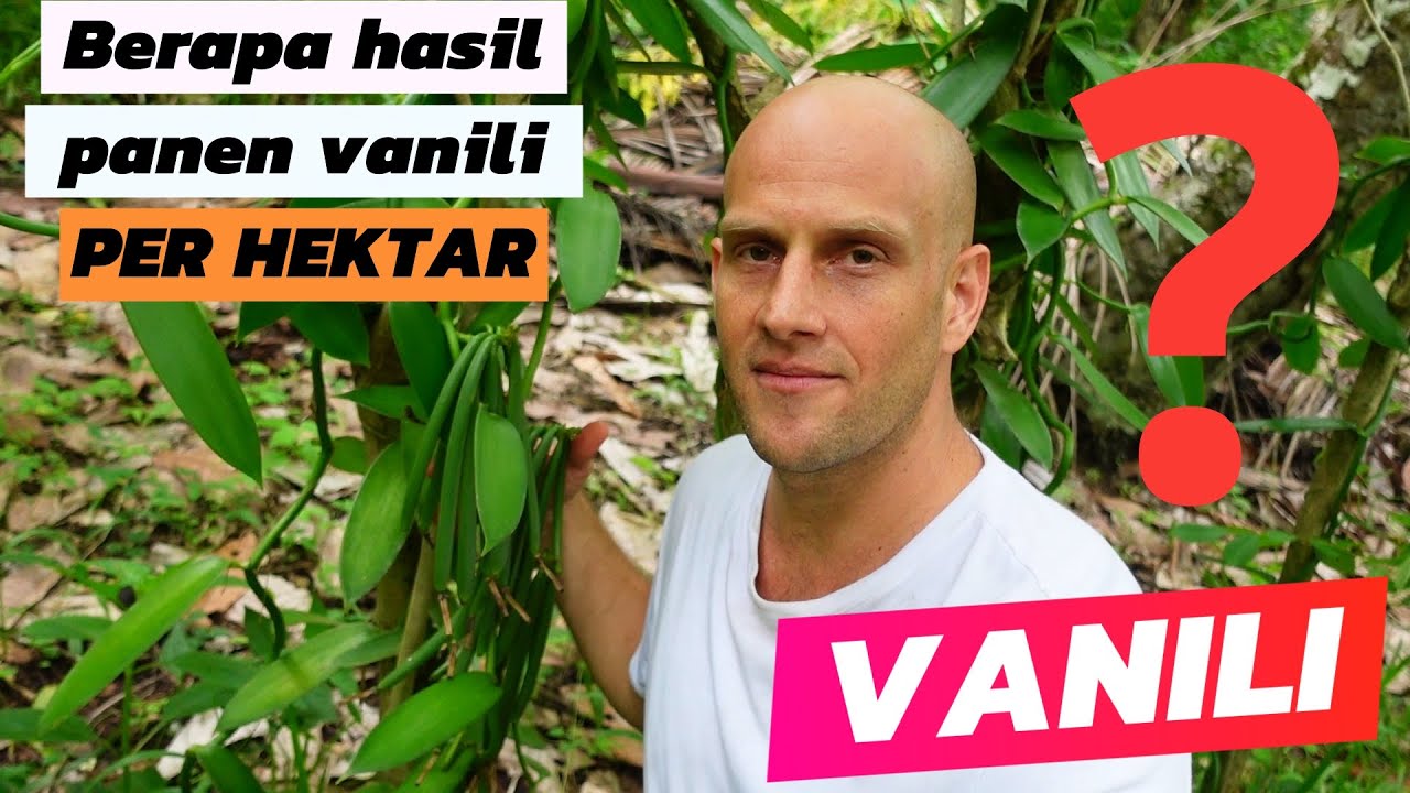VANILI: Hasil Panen Per Hektar: BANYAK sebenarnya!