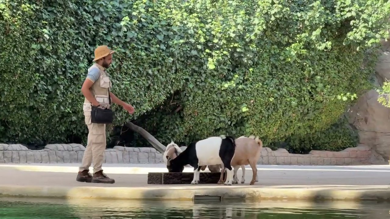 Dubai safari park animal show #dubai #dubaisafaripark 