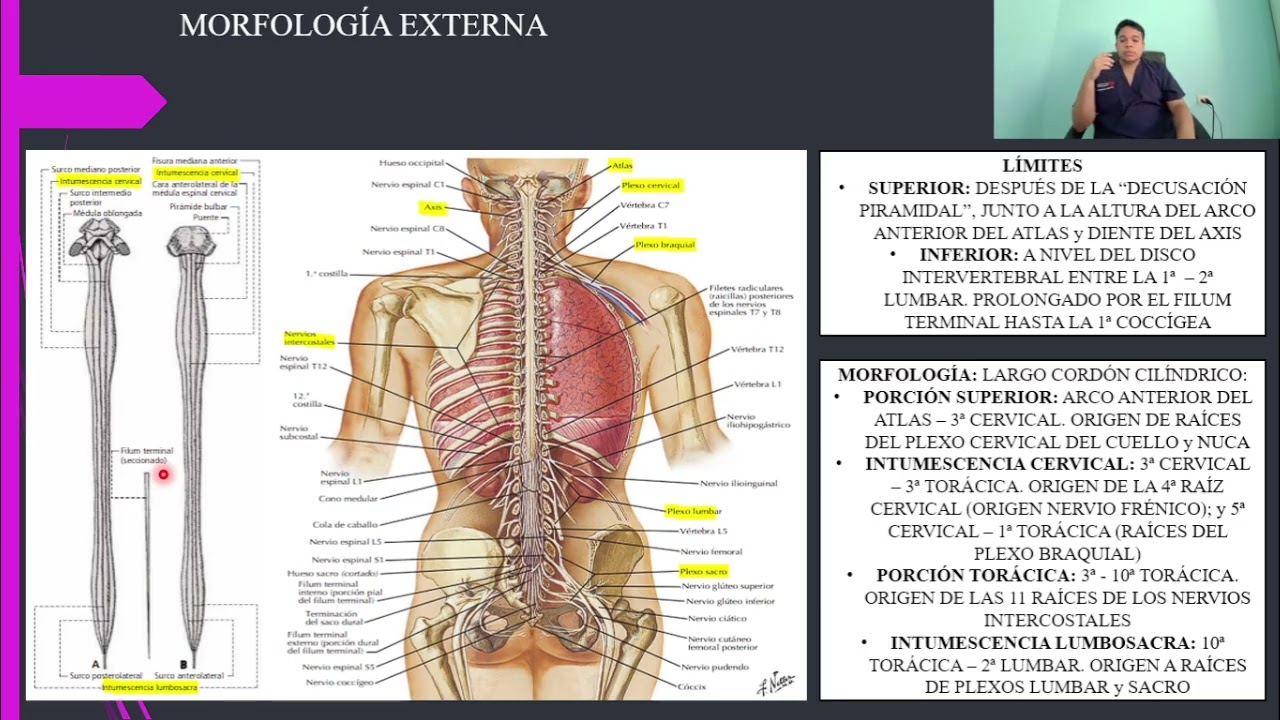 ANATOMÍA: MÉDULA ESPINAL y RAÍCES ESPINALES