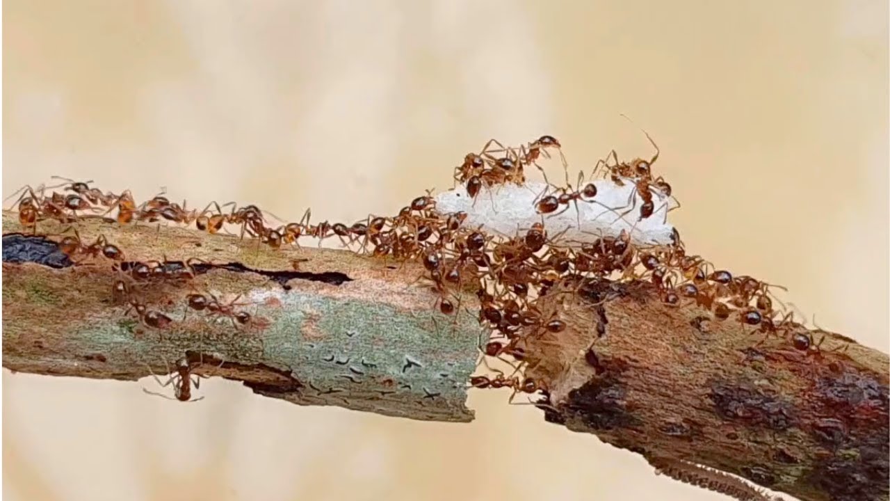 It is a miracle that a colony of ants can cross a divided path.