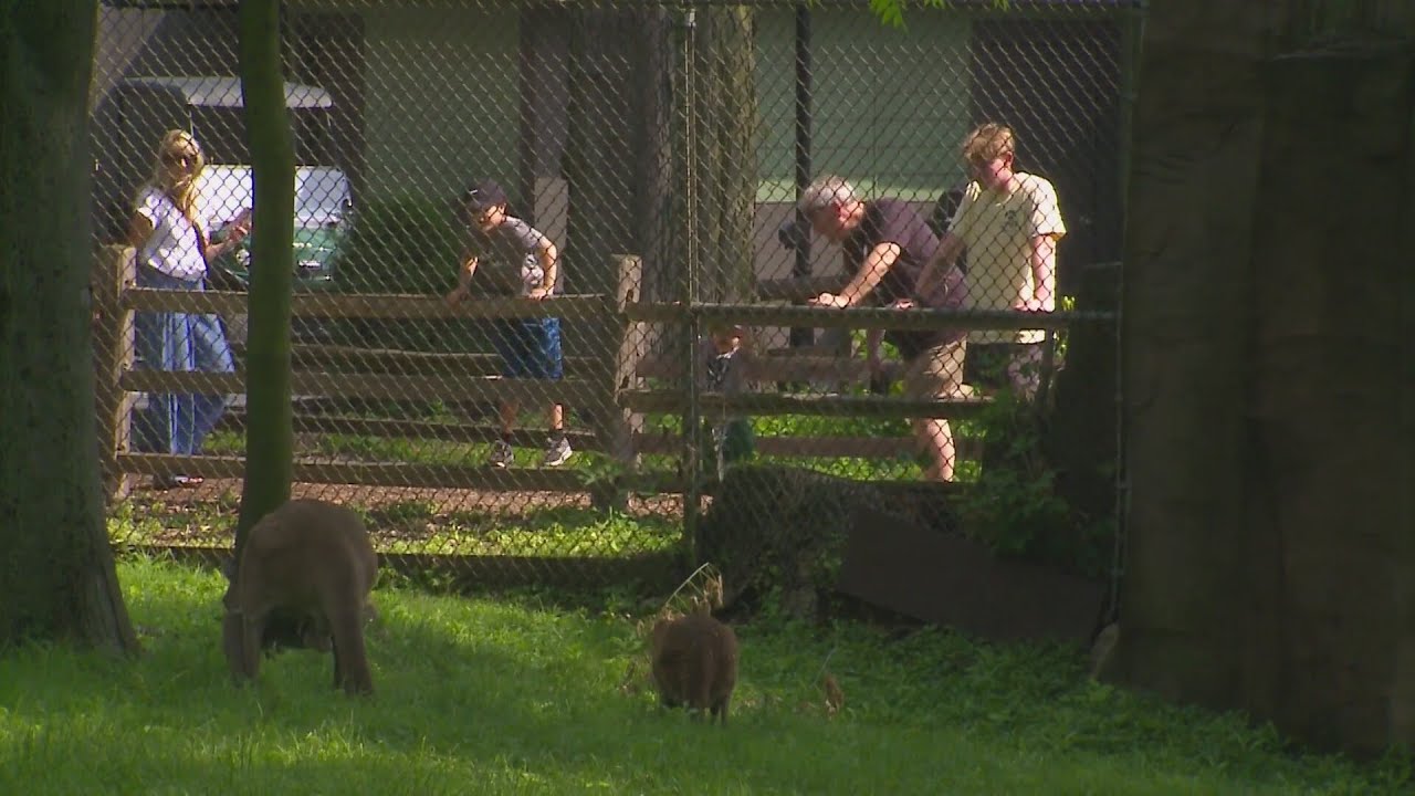 Brookfield Zoo's adorable baby kangaroo drawing a crowd | Good News Chicago