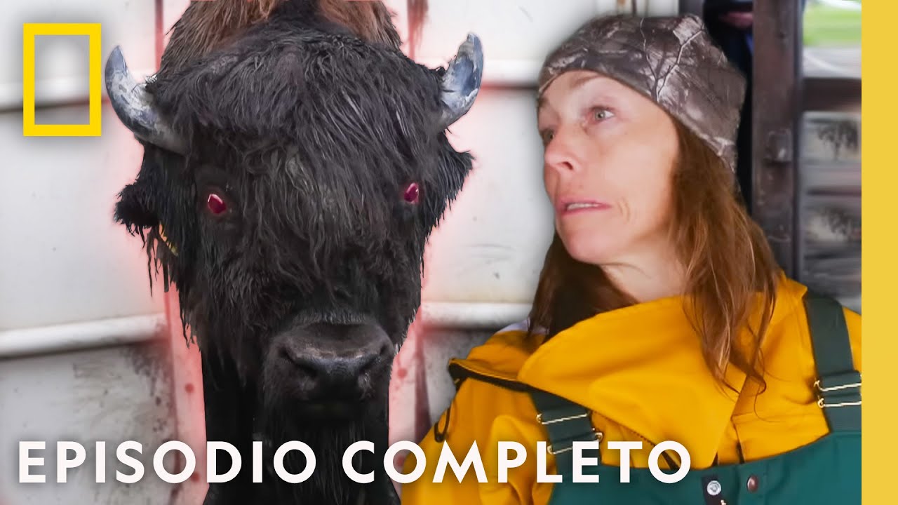 ¡Bisonte Furioso! | Veterinaria del Yukón | Nat Geo en Español