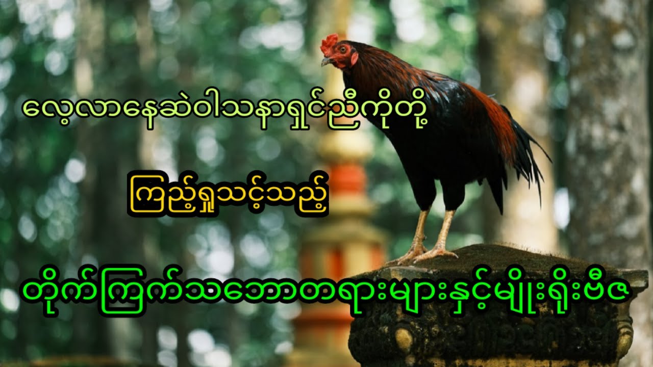 တိုက်ကြက်သဘောတရားများနှင့်မျိုးရိုးဗီဇ
