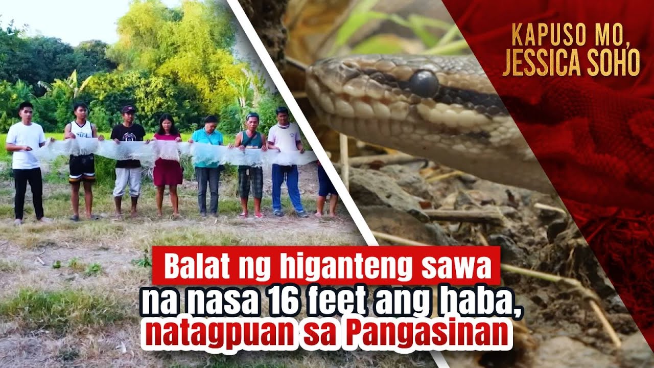 Balat ng higanteng sawa na nasa 16 feet ang haba, natagpuan sa Pangasinan | Kapuso Mo, Jessica Soho