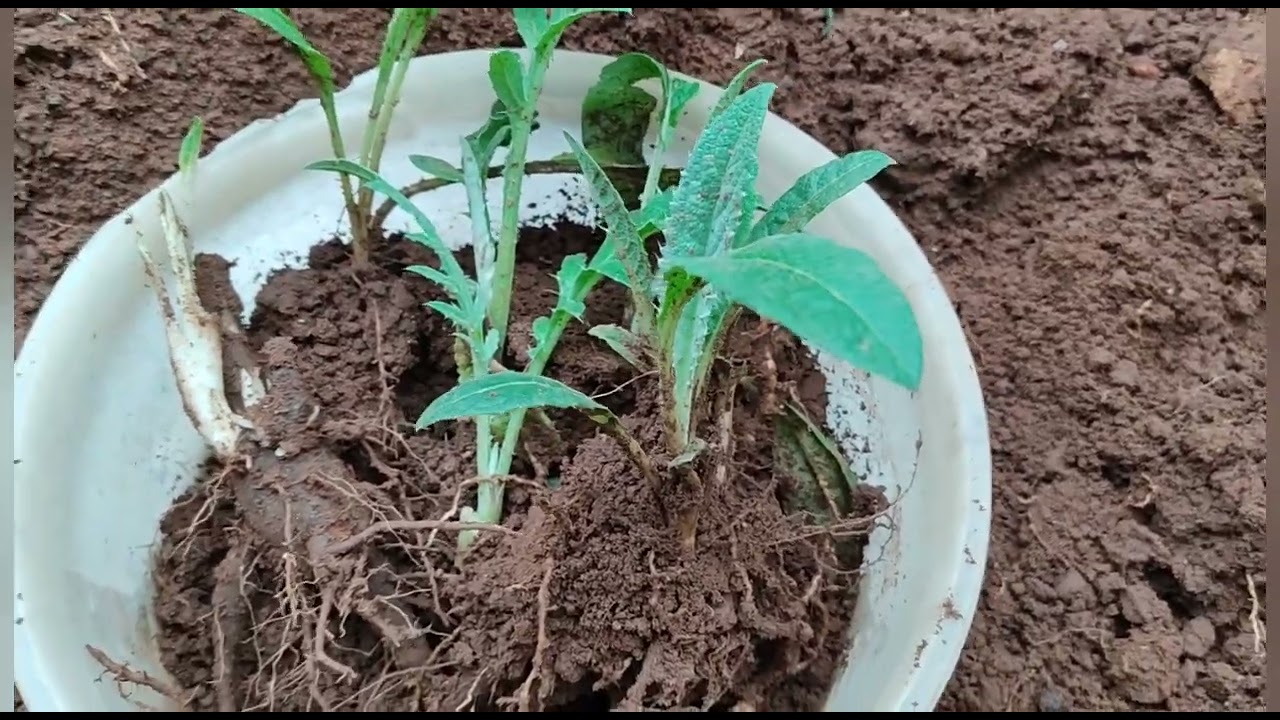طريقة ناجحة مع نقل الخرشوف البلدي