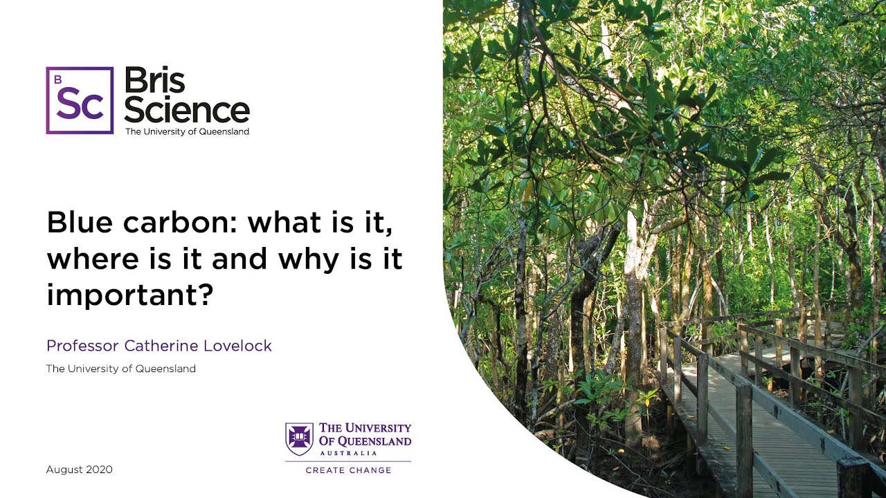 BrisScience (August 2020): Blue carbon - what is it, where is it and why is it important?