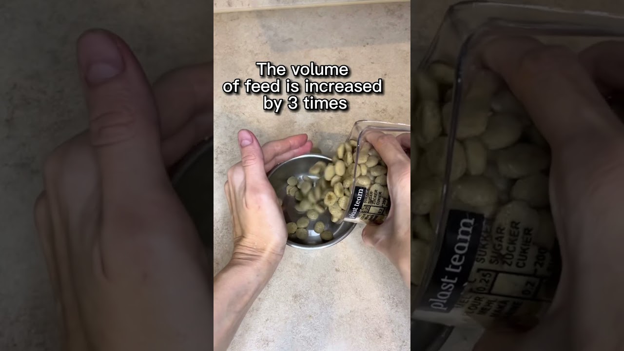 Что будет с кошкой, если не соблюдать дозировку сухого корма? 