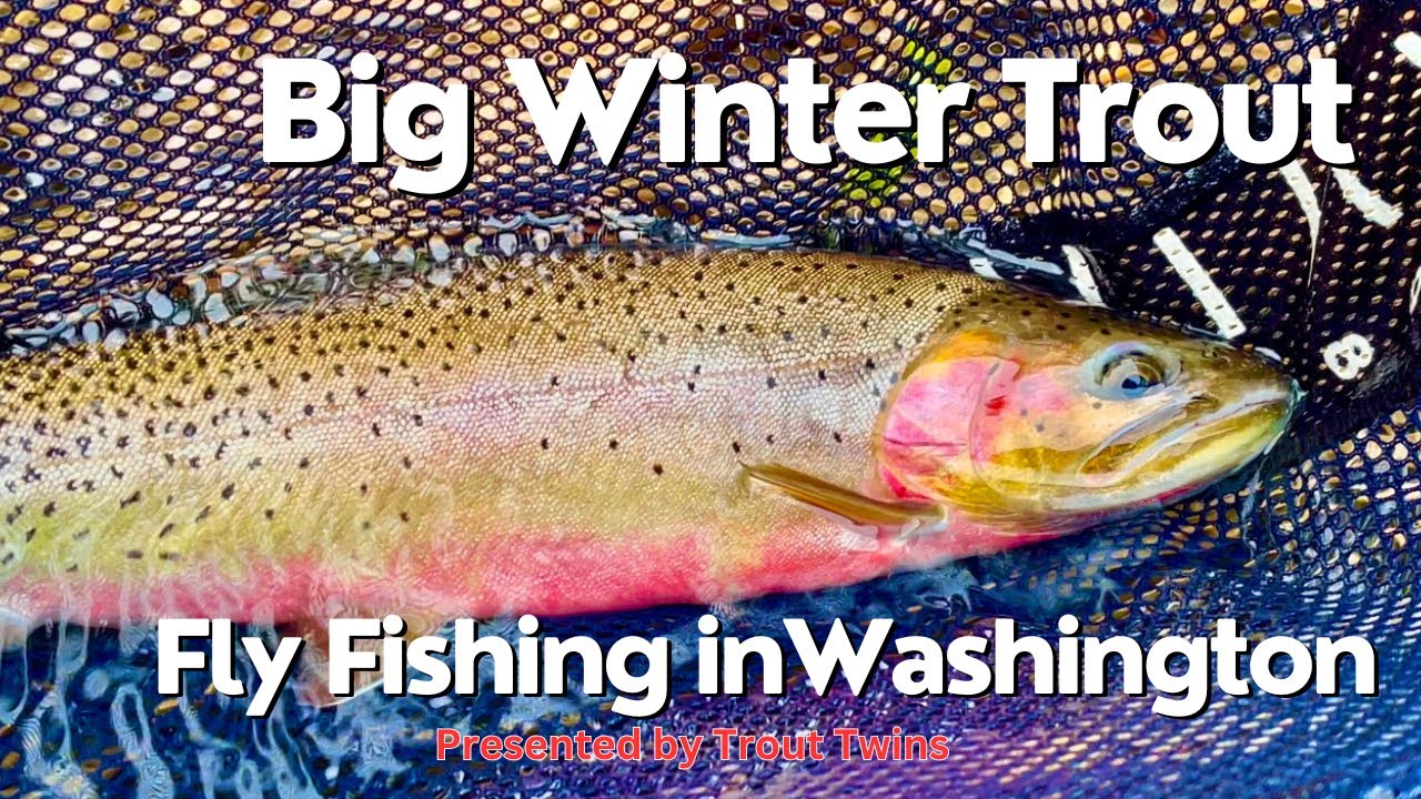 Fly Fishing for Big Winter Trout in Washington