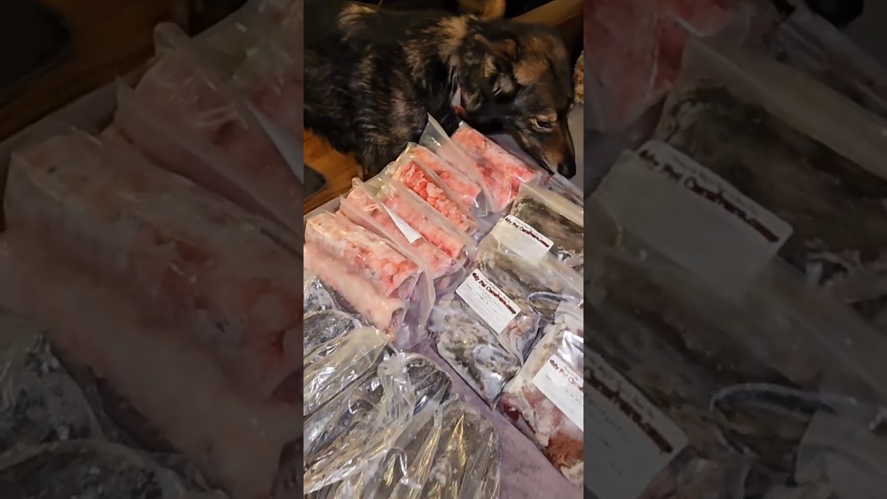 HUGE RAW FOOD DONATION for the Lycan Shepherds!🐺🥩