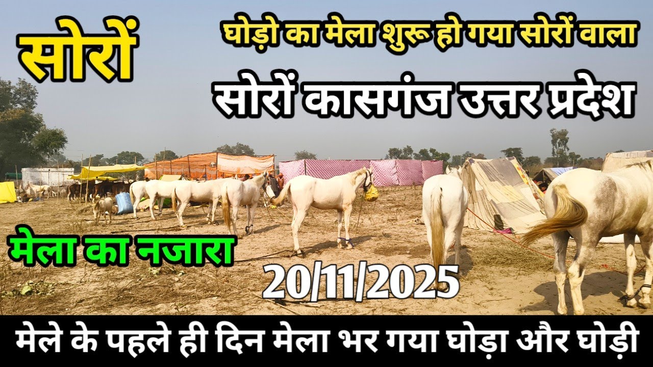 Soron Ka Mela | सोरों का मेला घोड़ा और घोड़ी वाला | आज मेले का पहले दिन है और मेला घोड़ा से भर गया 