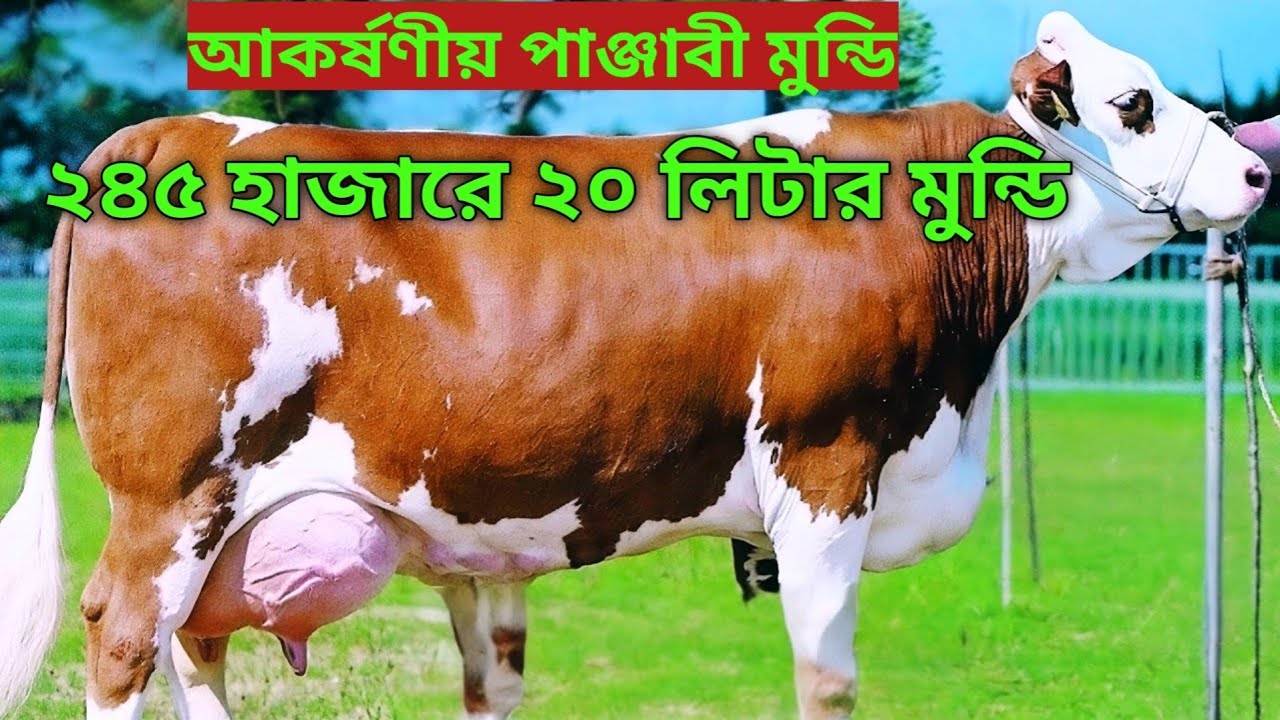 ২৪৫ হাজারে ২০ লিটার মুন্ডি ও ২৬৫ হাজারে ২৫ লিটার আলিফ ডেইরি ফার্মে